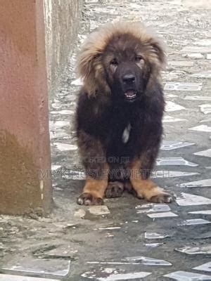 caucasian dog in nigeria|Caucasian Dogs & Puppies in Nigeria for sale Prices on Jiji.ng.